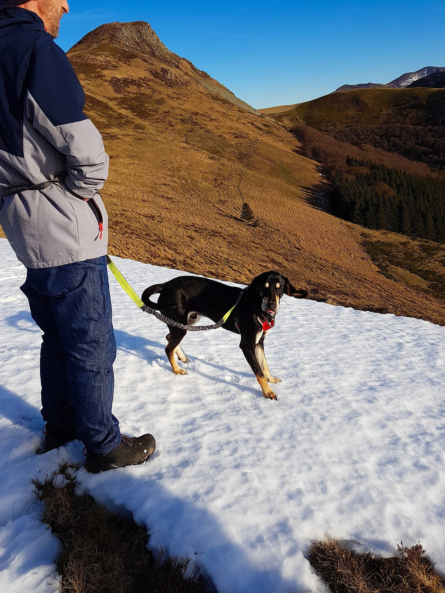 Pango a rejoint le concours — aidez-le/la à gagner de superbes lots ! adventure, canidae, carnivore, dog, dog_breed, dog_hiking, dog_walking, entlebucher_mountain_dog, freezing, greater_swiss_mountain_dog, hiking, hill, hunting_dog, mountain, recreation, snow, sporting_group, walking, winter