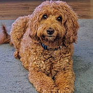 Samson joined the competition — help win amazing prizes! dog, curly_fur, brown_dog, pet, indoor, carpet, floor, collar, animal, canine, laying_down, cute, fur, mammal, companion, relaxed, looking_at_camera, home, domestic_animal, friendly