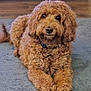 dog, curly_fur, brown_dog, pet, indoor, carpet, floor, collar, animal, canine, laying_down, cute, fur, mammal, companion, relaxed, looking_at_camera, home, domestic_animal, friendly