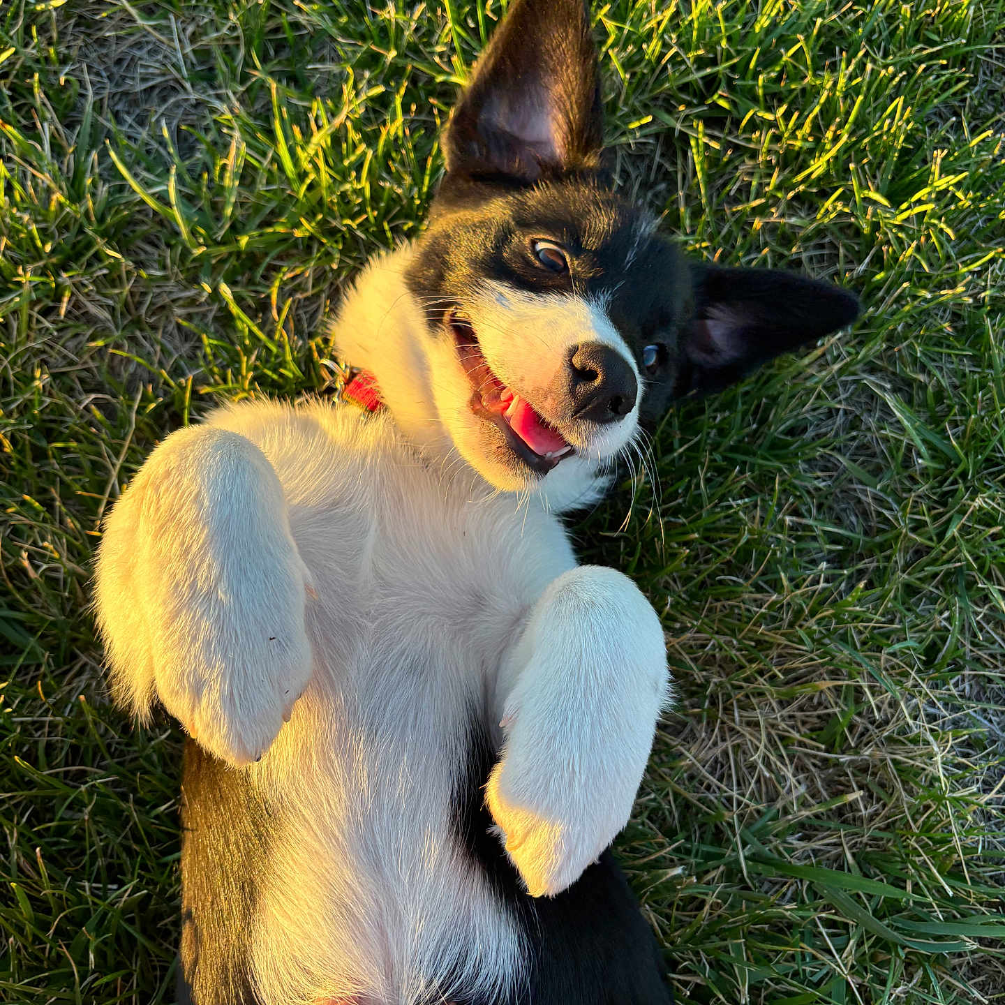 Bonnie joined the competition — help win amazing prizes! animal, ball, beagle, bodypart, canine, chihuahua, dog, field, grass, grassland, hound, husky, lawn, mouth, nature, outdoors, person, pet, plant, puppy