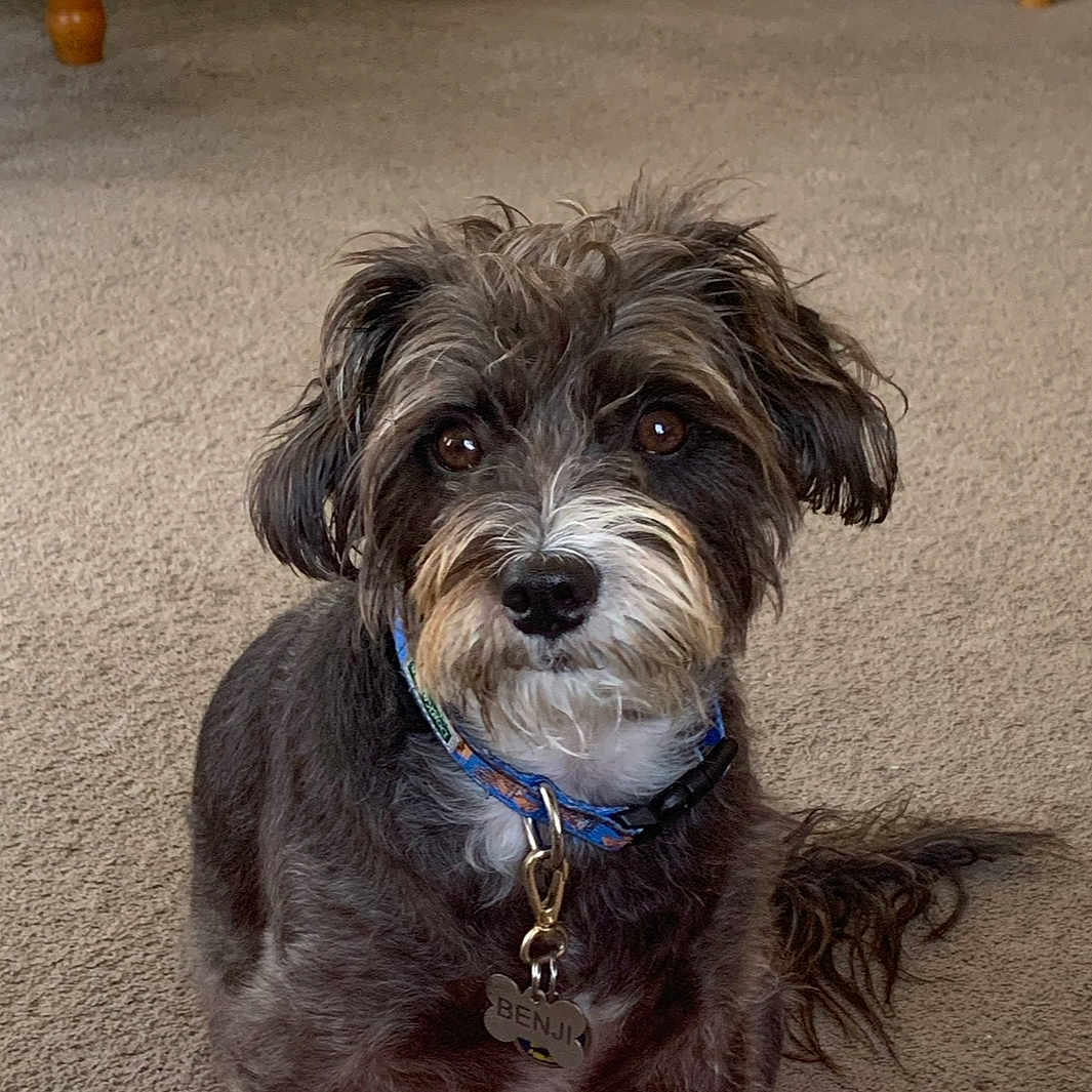 Benji