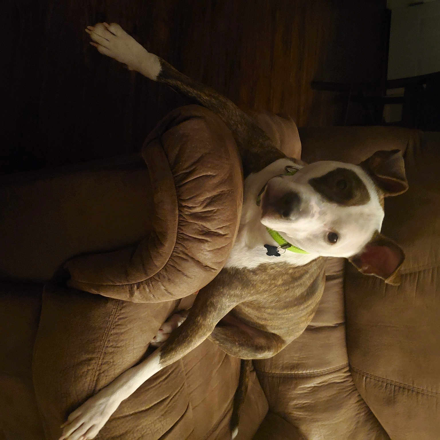 Roscoe is registered to the contest to win money with this photo: art, bone, carnivore, companion_dog, darkness, dog_breed, felidae, flash_photography, fur, gesture, jaw, paper, personal_protective_equipment, room, small_to_medium_sized_cats, still_life_photography, tail, visual_arts, whiskers, wing