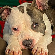 Peppa is registered to the contest to win money with this photo: animal, blanket, brown, close_up, comfort, cozy, cute, dog, ears, face, fur, indoor, nose, paws, pet, relaxed, resting, sleepy, two_tone, white