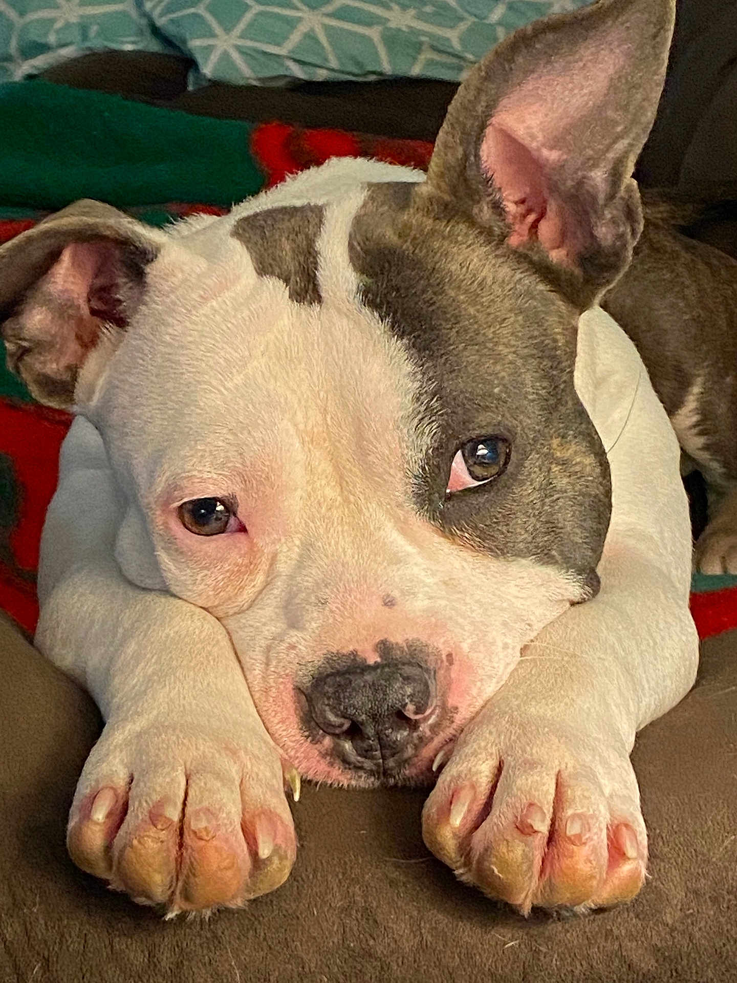 Peppa