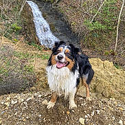 Oslo a rejoint le concours — aidez-le/la à gagner de superbes lots ! animal, canine, creek, dog, face, head, nature, outdoors, person, pet, photography, plant, portrait, rock, slate, soil, stream, vegetation, water, wilderness