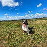 Oslo a rejoint le concours — aidez-le/la à gagner de superbes lots ! animal, canine, cloud, countryside, cumulus, dog, field, grass, grassland, land, meadow, nature, outdoors, pet, plant, puppy, rural, sky, soil, weather