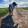 Oslo participe au concours pour gagner de l'argent avec cette photo : animal, canine, cloud, dog, face, field, grass, grassland, green, head, nature, outdoors, path, pet, plant, puppy, road, sky, soil, summer