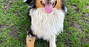 Oslo participe au concours pour gagner de l'argent avec cette photo : animal, ball, baseball, baseballball, canine, collie, dog, field, football, grass, lawn, pet, plant, puppy, soccer, soccerball, sphere, sport, tennis, tennisball