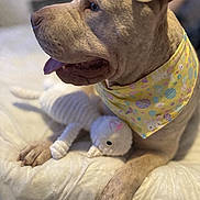 Cairo is registered to the contest to win money with this photo: dog, canine, pet, bandana, yellow, stuffed_toy, unicorn, bed, white_bed, animal, tongue_out, indoor, soft_lighting, close_up, cute, relaxed, mammal, ears, paw, fur