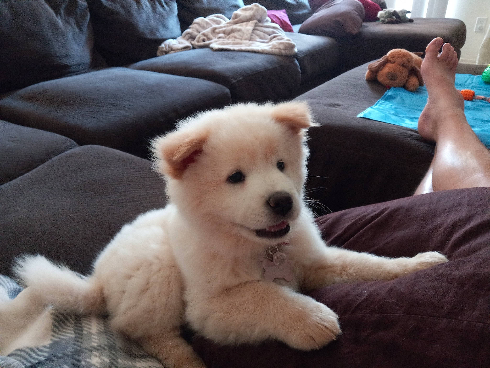 Nala is registered to the contest to win money with this photo: canidae, carnivore, comfort, companion_dog, couch, dog, dog_breed, fawn, fur, non_sporting_group, paw, pillow, snout, spitz, sporting_group, tail, terrestrial_animal, throw_pillow, whiskers, working_animal