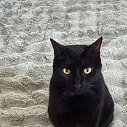 Charcoal is registered to the contest to win money with this photo: alert, animal, black_cat, blanket, cat, close_up, cute, domestic_animal, ears, feline, fur, fur_texture, indoor, pet, portrait, sitting, soft, texture, whiskers, yellow_eyes