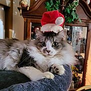 Bleu is registered to the contest to win money with this photo: cat, fluffy, santa_hat, holiday, indoor, furniture, plant, decor, wooden_cabinet, pet, animal, whiskers, curious, relaxed, cozy, face, paw, soft, christmas, festive