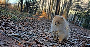 Aiko participe au concours pour gagner de l'argent avec cette photo : animal, canine, daylight, dog, fall, fluffy, forest, leaves, nature, outdoor, pet, pomeranian, puppy, scenery, sky, small, trail, trees, walking, woods