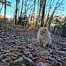 animal, canine, daylight, dog, fall, fluffy, forest, leaves, nature, outdoor, pet, pomeranian, puppy, scenery, sky, small, trail, trees, walking, woods