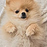Aiko participe au concours pour gagner de l'argent avec cette photo : adorable, animal, canine, closeup, companion, cute, cute_paws, dog, fluffy, friendly, fur, indoors, lying_down, mammal, pet, pomeranian, portrait, puppy, small, soft