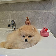Aiko participe au concours pour gagner de l'argent avec cette photo : adorable, animal, bathroom, chrome_faucet, cute, dog, domestic_animal, fluffy, household, interior, pet, pink, pomeranian, puppy, relaxing, rubber_duck, sink, soap_dispenser, tile_wall, white_sink