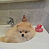 adorable, animal, bathroom, chrome_faucet, cute, dog, domestic_animal, fluffy, household, interior, pet, pink, pomeranian, puppy, relaxing, rubber_duck, sink, soap_dispenser, tile_wall, white_sink