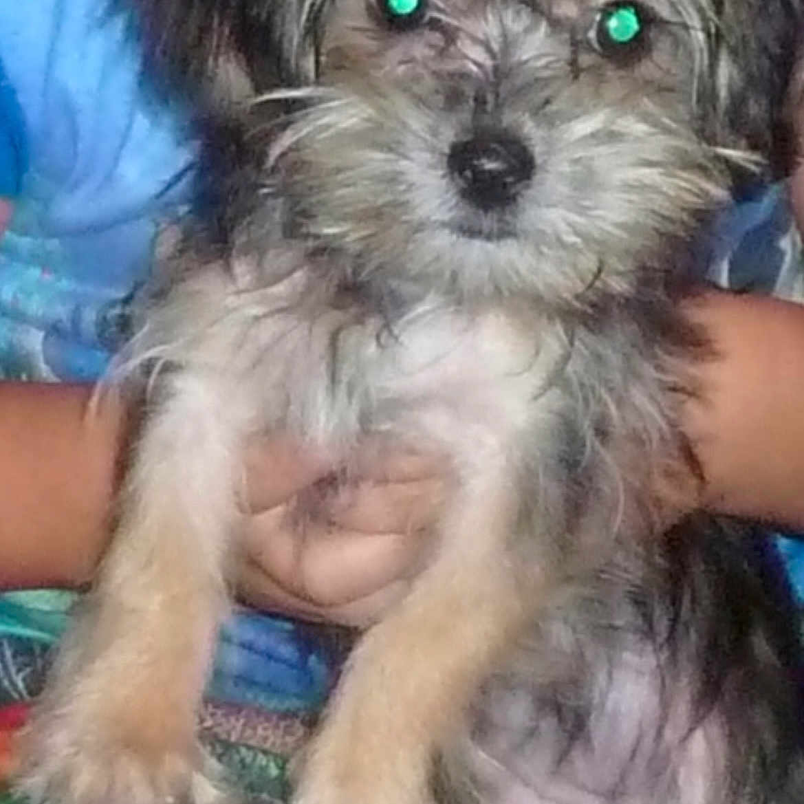 Arial joined the competition — help win amazing prizes! affenpinscher, animal, canine, dog, pet, poodle, puppy, terrier