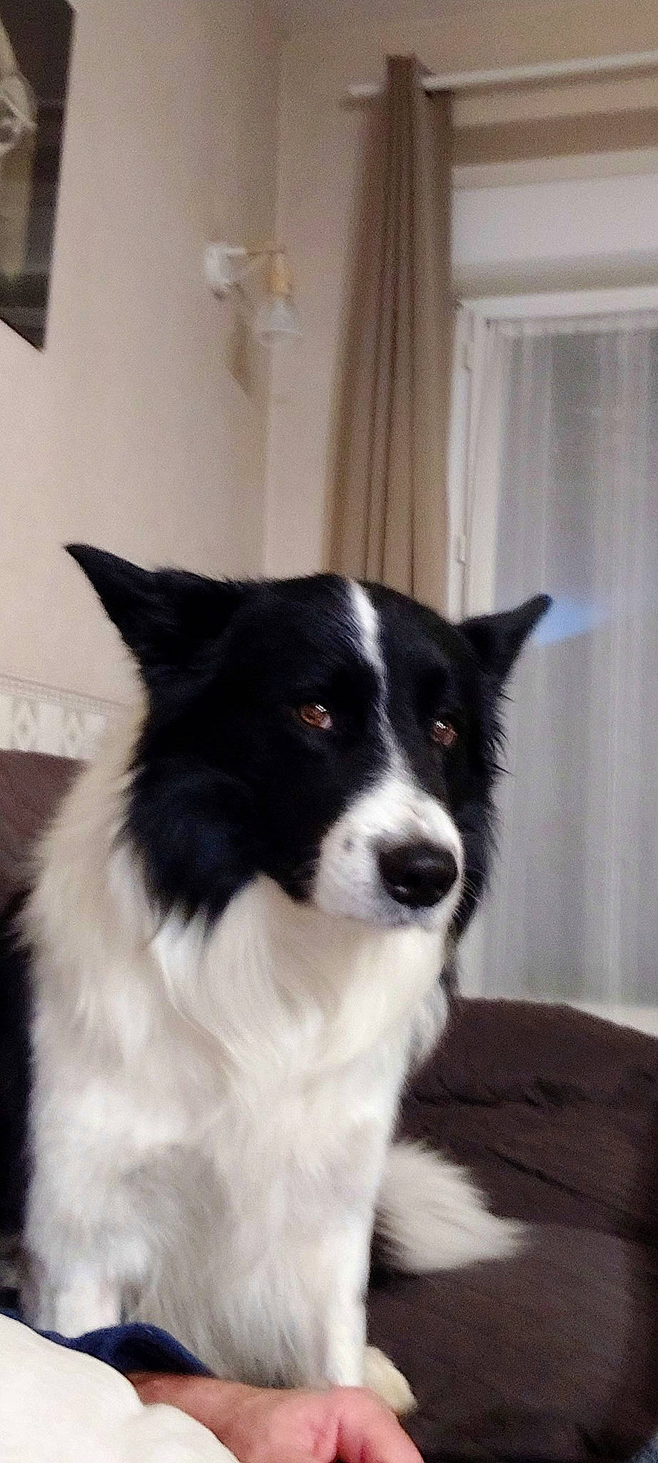 Looping a rejoint le concours — aidez-le/la à gagner de superbes lots ! australian_collie, border_collie, carnivore, companion_dog, curtain, dog, dog_breed, fur, herding_dog, snout, sporting_group, whiskers, window, working_animal, working_dog