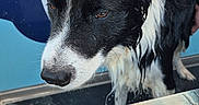 Looping a rejoint le concours — aidez-le/la à gagner de superbes lots ! dog, border_collie, black_and_white, wet_fur, bath, bathing, grooming, pet, animal, portrait, close_up, blue_background, cartoon, tub, soap, water, bubbles, indoor, sad_expression, funny