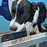 animal, bath, bathing, black_and_white, blue_background, border_collie, bubbles, cartoon, close_up, dog, funny, grooming, indoor, pet, portrait, sad_expression, soap, tub, water, wet_fur