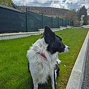 Looping participe au concours pour gagner de l'argent avec cette photo : dog, border_collie, black_and_white, outdoors, grass, garden, leash, collar, standing, profile, fluffy, long_hair, pointed_ears, pet, canine, fence, road, suburban, hills, cloudy_sky