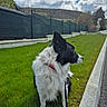 black_and_white, border_collie, canine, cloudy_sky, collar, dog, fence, fluffy, garden, grass, hills, leash, long_hair, outdoors, pet, pointed_ears, profile, road, standing, suburban