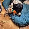 Looping participe au concours pour gagner de l'argent avec cette photo : dog, border_collie, black_and_white, pet, lying_down, cushion, blue_bed, plush_toy, stuffed_animal, carrot_toy, bunny_toy, indoor, home, tile_floor, wood_paneling, long_hair, white_markings, brown_eyes, relaxed, cute