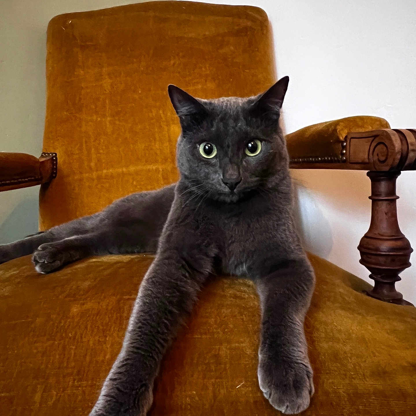 Rio participe au concours pour gagner de l'argent avec cette photo : animal, architecture, armchair, blackcat, building, cat, chair, couch, cushion, furniture, hardwood, homedecor, indoors, interiordesign, kitten, livingroom, manx, pet, room, wood