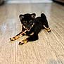 puppy, dog, black_dog, tan_paws, chewing, floor, wooden_floor, indoor, pet, animal, cute, playful, young_dog, lying_down, focused, chew_stick, adorable, fur, ears, tail
