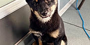 Akira Kuro is registered to the contest to win money with this photo: puppy, dog, black_and_tan, sitting, porch, floor, window, curious, fur, ears, pet, animal, indoor, cute, young, adorable, looking_up, companion, canine, domestic_animal