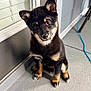 puppy, dog, black_and_tan, sitting, porch, floor, window, curious, fur, ears, pet, animal, indoor, cute, young, adorable, looking_up, companion, canine, domestic_animal
