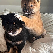 Akira Kuro joined the competition — help win amazing prizes! puppy, dog, shiba_inu, black_dog, brown_dog, fur, cute, pet, animal, playful, blanket, indoor, carpet, paw, friendship, young, furry, adorable, face, sitting