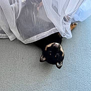 Akira Kuro S joined the competition — help win amazing prizes! animal, black_dog, carpet, curtain, cute, dog, ears, eyes, face, floor, indoor, lying_down, nose, nose_closeup, pet, playful, puppy, sheer_curtain, tan_markings, upside_down