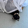 animal, black_dog, carpet, curtain, cute, dog, ears, eyes, face, floor, indoor, lying_down, nose, nose_closeup, pet, playful, puppy, sheer_curtain, tan_markings, upside_down