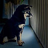 animal, bars, black_dog, calm, contemplative, dog, domestic, floor, fur, gazing, indoor, light, pet, portrait, quiet, shadow, side_view, sitting, tan_markings, window