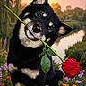 adorable, animal, black_dog, canine, cute, dog, flora, flower, garden, grass, greenery, head_tilt, nature, outdoor, pet, playful, river, rose, scenic, sunset