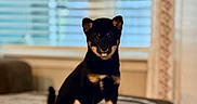 Akira Kuro S is registered to the contest to win money with this photo: animal, black_and_tan, blurred_background, companion, couch, cozy, curtain, cute, dog, domestic, furniture, home, indoor, pet, portrait, puppy, sitting, soft_light, window, young_dog