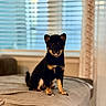 animal, black_and_tan, blurred_background, companion, couch, cozy, curtain, cute, dog, domestic, furniture, home, indoor, pet, portrait, puppy, sitting, soft_light, window, young_dog