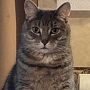 Axel is registered to the contest to win money with this photo: animal, background, cat, closeup, curious, ears, eyes, face, feline, fur, gray, household, indoor, looking, paper_towels, pet, portrait, striped, tabby, whiskers