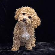Bronco joined the competition — help win amazing prizes! dog, curly_fur, head_tilt, cute, pet, animal, fluffy, portrait, studio, black_background, small_dog, brown_fur, white_chest, sitting, looking_at_camera, adorable, companion, domestic_animal, curious, friendly