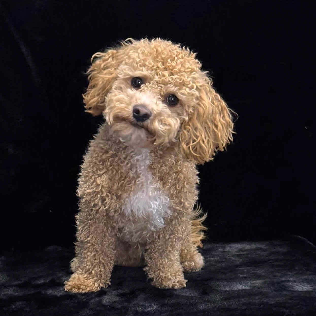 Bronco joined the competition — help win amazing prizes! dog, curly_fur, head_tilt, cute, pet, animal, fluffy, portrait, studio, black_background, small_dog, brown_fur, white_chest, sitting, looking_at_camera, adorable, companion, domestic_animal, curious, friendly