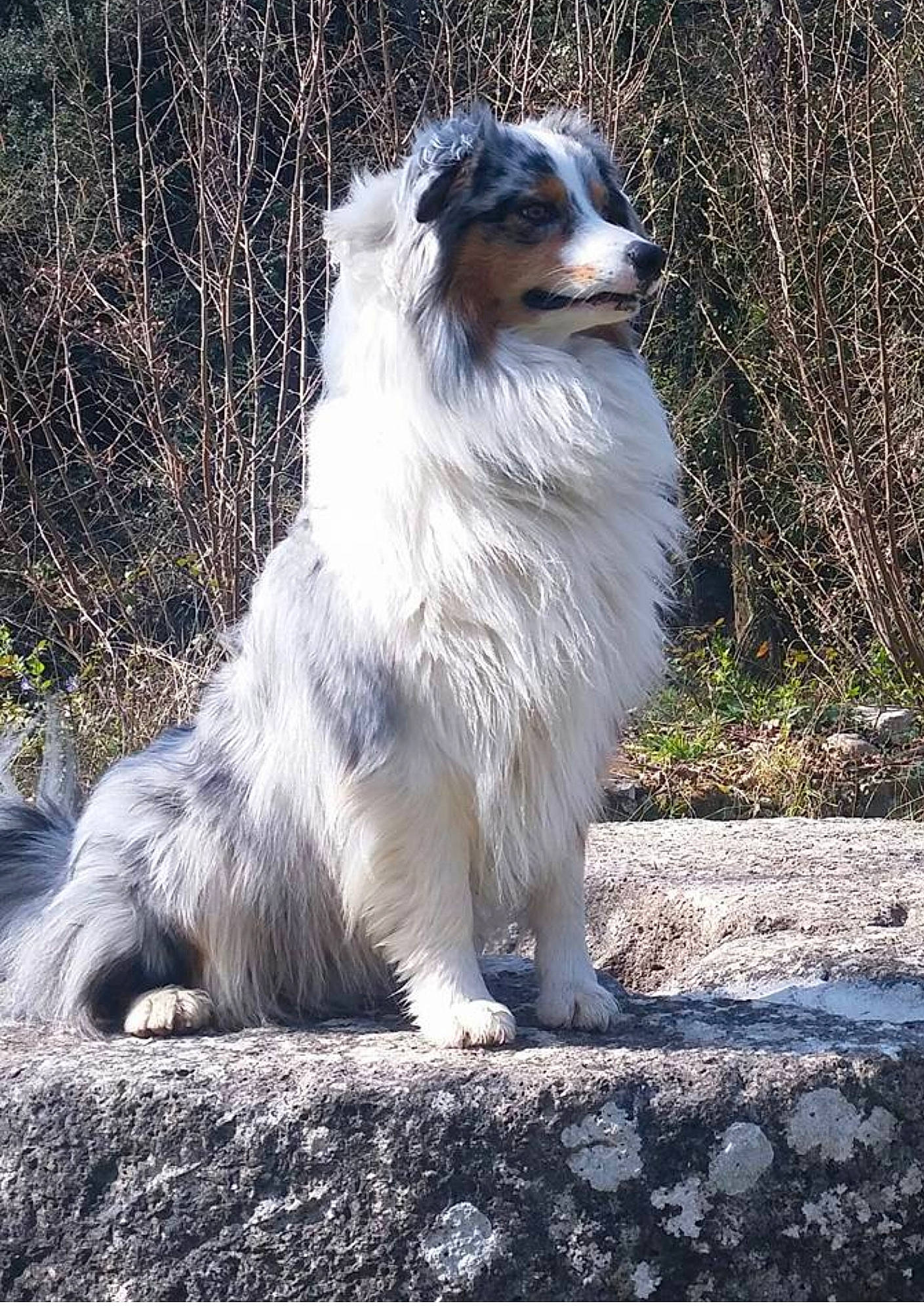 Jango participe au concours pour gagner de l'argent avec cette photo : ancient_dog_breeds, carnivore, companion_dog, dog, dog_breed, fur, grass, herding_dog, plant, snout, sporting_group, tail, terrestrial_animal, whiskers, working_animal, working_dog