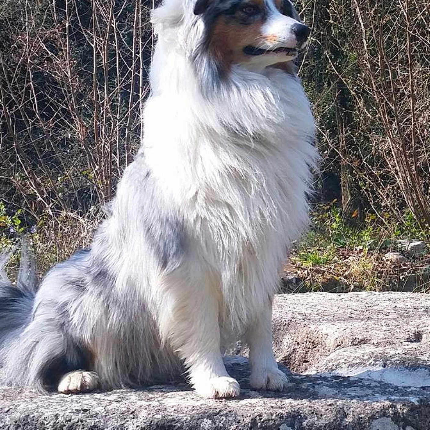 Jango