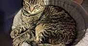 Grace joined the competition — help win amazing prizes! animal, carpet, cat, cat_bed, closeup, collar, cozy, ears, feline, fur, household_item, indoor, pet, relaxed, resting, scratching_post, striped, tabby_cat, tail, whiskers