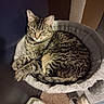 animal, carpet, cat, cat_bed, closeup, collar, cozy, ears, feline, fur, household_item, indoor, pet, relaxed, resting, scratching_post, striped, tabby_cat, tail, whiskers