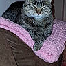 Grace joined the competition — help win amazing prizes! bell, blanket, cat, collar, couch, cozy, crocheted, feline, fur, furniture, home, indoor, paw, pet, pink, relaxed, resting, sleeping, tabby, whiskers