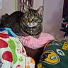 Grace is registered to the contest to win money with this photo: animal, blanket, cat, collar, colorful, couch, cozy, fleece_blanket, framed_pictures, furniture, home, indoor, knitted_blanket, patterned_blanket, pet, relaxing, resting, soft_lighting, tabby_cat, wall