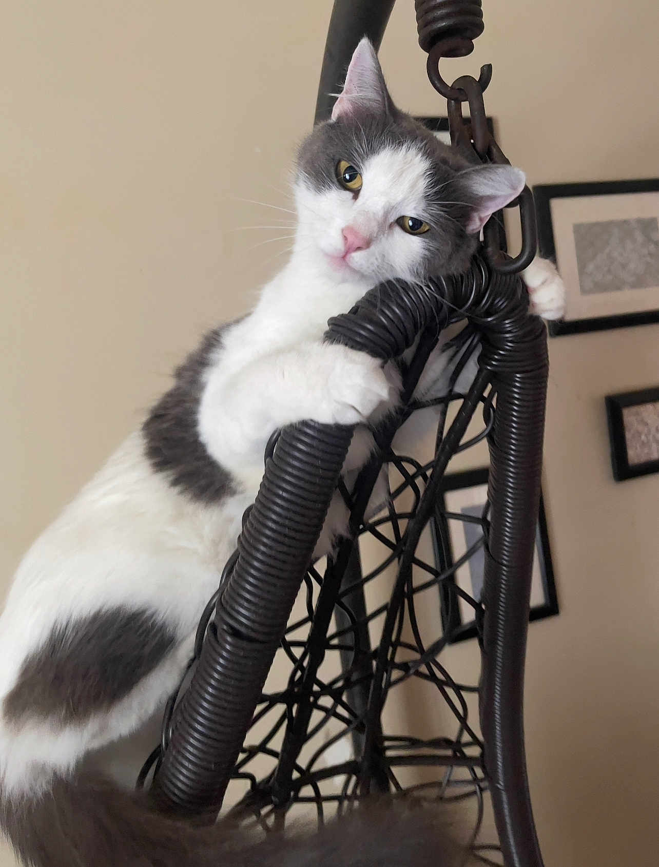 Shilo joined the competition — help win amazing prizes! abyssinian, accessories, angora, animal, art, cat, chair, coil, egyptiancat, furniture, handrail, indoors, kitten, manx, painting, pet, spiral, strap, toy, tripod