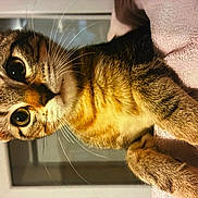 Orion participe au concours pour gagner de l'argent avec cette photo : animal, blanket, cat, close_up, curious, cute, domestic, eyes, feline, fur, indoor, nose, paw, pet, portrait, resting, soft_texture, tabby, whiskers, young